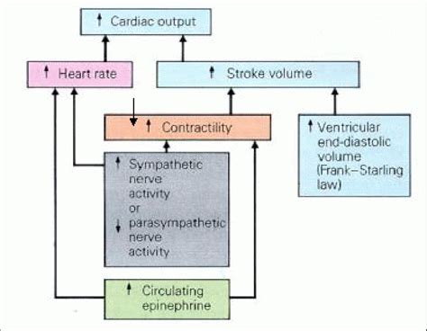 Global Heart Control Mechanical Autonomic And Hormonal Autonomic