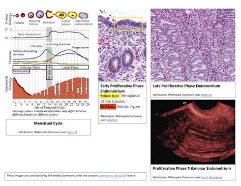 Embryology Week Statpearls Ncbi Bookshelf