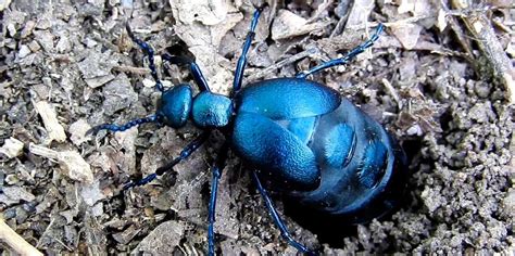 Замітки насекомые