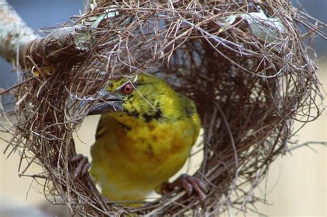 Weaver Bird Species - Types of Weaver Birds or Weaver Finches