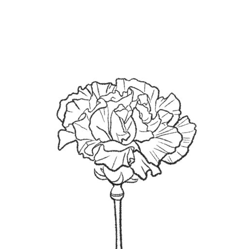 Flower Carnation Drawing