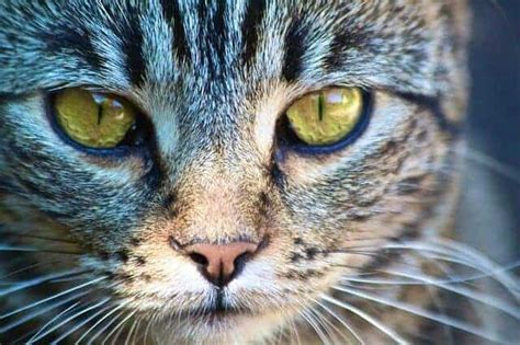 281 Cool Cat Names For Your Awesome Cat