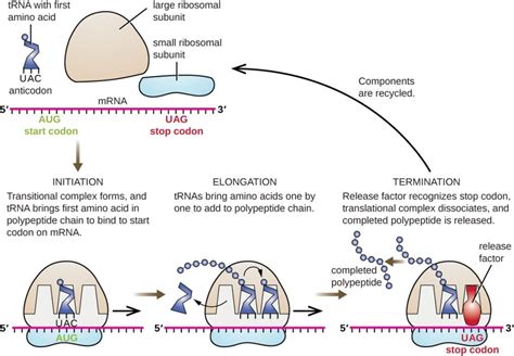 Dna Translation Phases Teachmephysiology