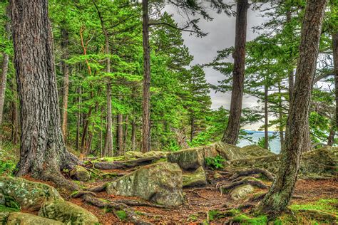 A Walk Through Green Beauty Photograph By Spencer McDonald Fine Art