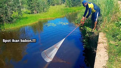 Amazing Menjala Ikan Di Spot Ini Selalu Dapat Ikan Babon Part Ii