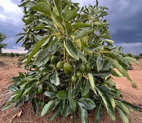 fuerte avocado forestrycom