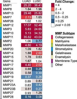 Frontiers The Multifaceted Roles Of Matrix Metalloproteinases In Lung