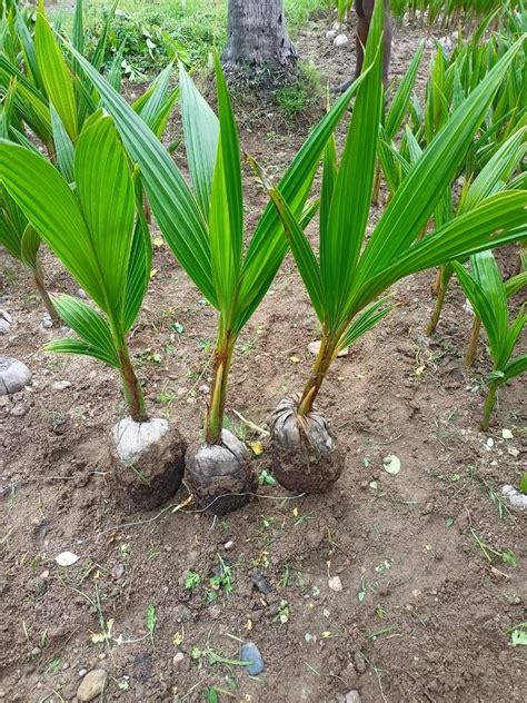 Full Sun Exposure Well Drained Coconut Green Plant For Fruits At Best