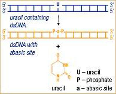 Thermo Scientific Uracil DNA Glycosylase 1 U µL 1 μ μl 200 u Thermo