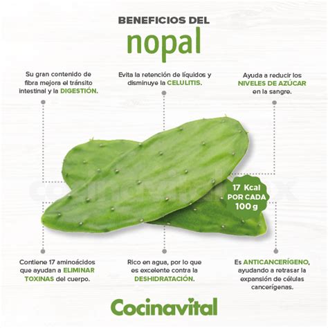 El Nopal Fue Una Planta De Gran Importancia En La Cultura Azteca