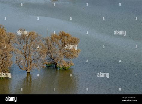 A serene scene of mangrove trees partially submerged in calm coastal ...