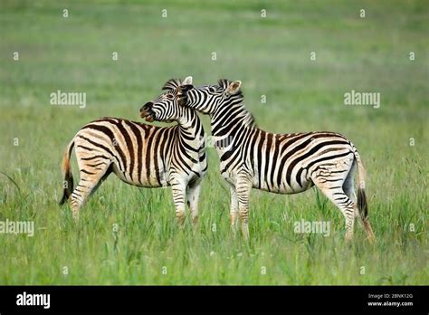 Rietvlei Nature Reserve Hi Res Stock Photography And Images Alamy