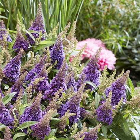 Buddleja Davidii Butterfly Candy Little Lila Order Online In Eu Directly From The Netherlands