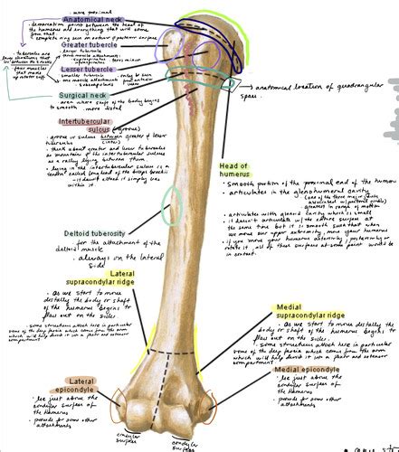 Osteology Of The Humerus Video Lecture Flashcards Quizlet