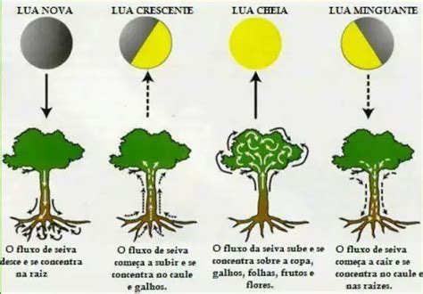 O Que Plantar Na Lua Crescente