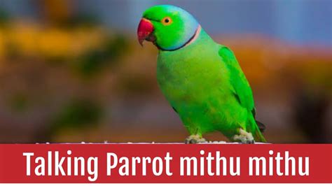 Mithu Mithu Kon Ayaa Bolny Wala Tota Talking Parrot Indian Ringneck