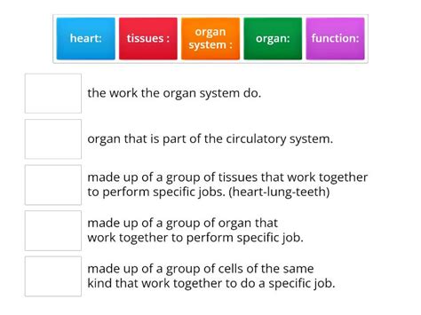 Circulatory And Respiratory Systems Match Up