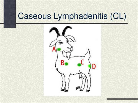 Ppt Common Goat Diseases Signs Prevention And Treatment Powerpoint