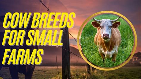 Homestead Cattle Raising Top Cow Breeds For Small Farms Youtube