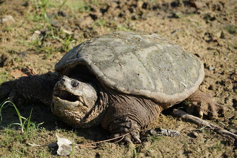 Common Snapping Turtle Herpetofauna Of Middle Tennessee · Inaturalist