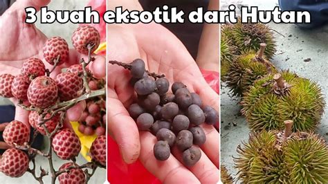 Buah Buahan Eksotik Dari Hutan YouTube