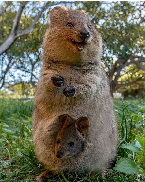 A cute quokka :) : r/aww