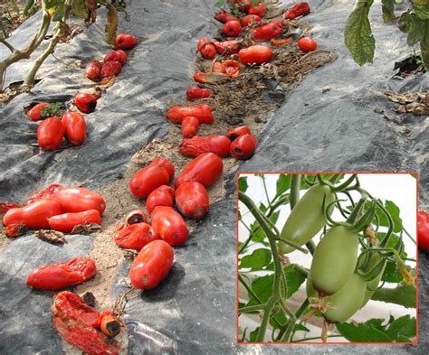 Marciume Apicale Del Pomodoro Cause Prevenzione E Soluzione