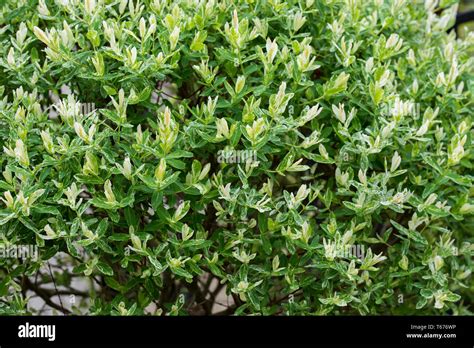 Salix Integra Decorative Garden Plant White And Green Leaves Stock