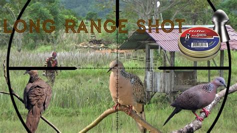 Hunting Tekukur Di Persawahan Long Range Shot YouTube