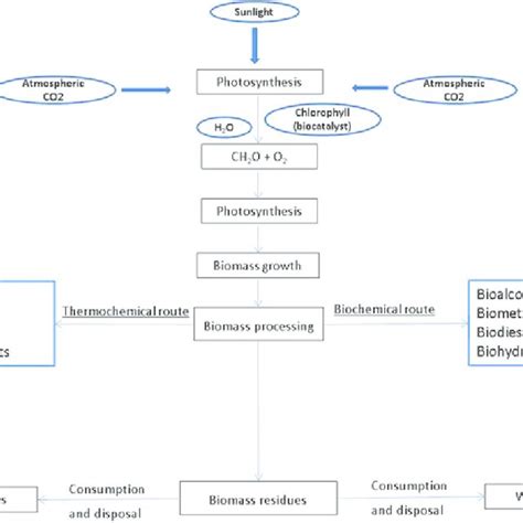 A Scheme Of The Biochemical Conversion Route For Biofuels Production Download Scientific