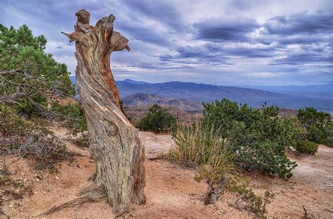 Atop Mount Lemon Photograph By Debbie Yuhas Fine Art America