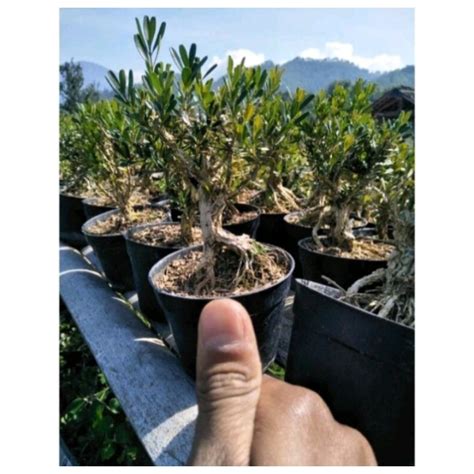 Jual Tanaman Bonsai Mame Siap Di Pajang Cantik Shopee Indonesia