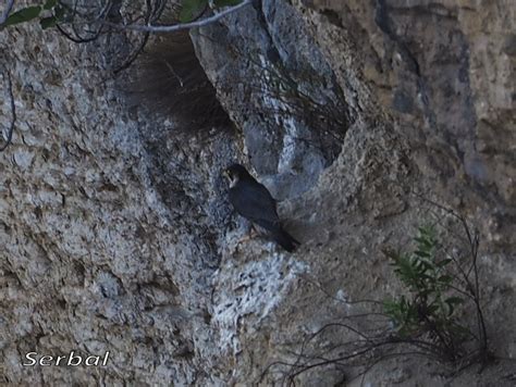 Falco peregrinus Halcón peregrino Naturaleza Para Todos