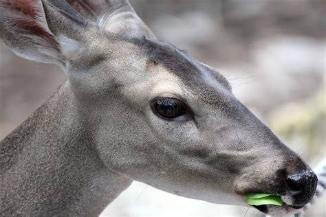 Yucatan White Tailed Deer Female Project Noah