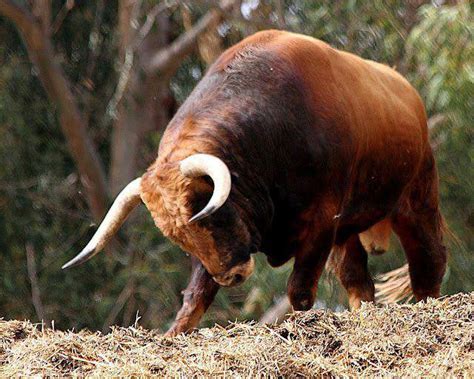 Descubre cuanto pesa un toro bravo y sorpréndete con su imponencia