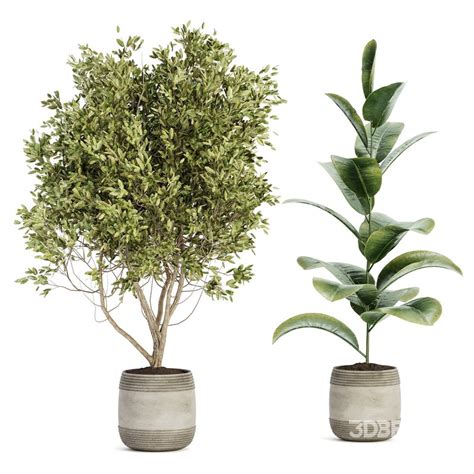 Indoor Plant 23 3d model Buy Download 3dbrute