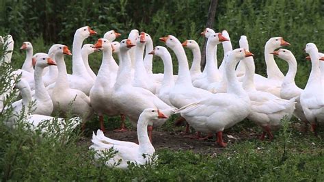 Бизнес на разведении гусей (апрель 2024) — vipidei.com