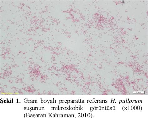 Figure 1 From Kanatli Hayvanlarin Yeni Bir Patojeni Helicobacter