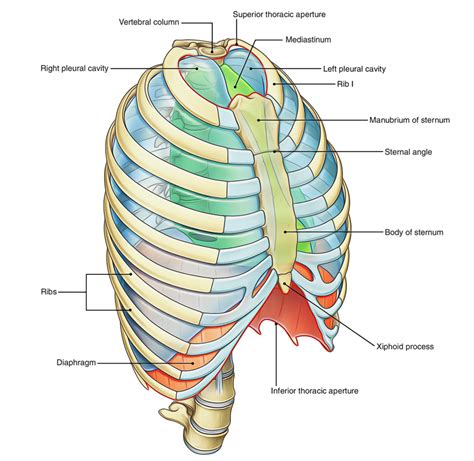 Human Thorax Diagram Labeled