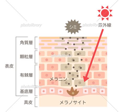 シミのしくみ 肌の細胞と断面図 イラスト素材 7254271 フォトライブラリー Photolibrary