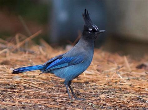 Photos And Videos For Steller S Jay All About Birds Cornell Lab Of