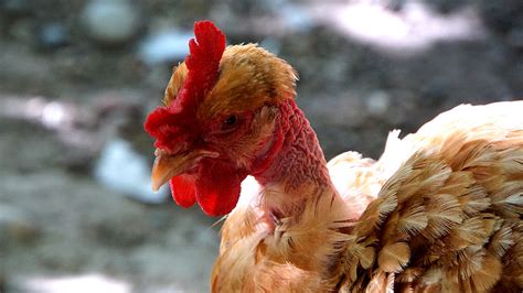 Une Blonde Au Chapeau Rouge Naked Neck Hen In Our Poultry Flickr