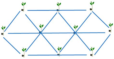 Horticulturae Free Full Text Planting Arrangement And Effects Of