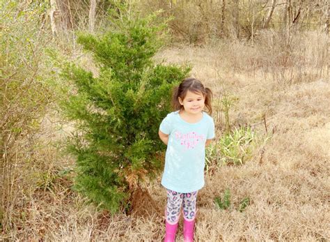 how to keep christmas tree alive longer