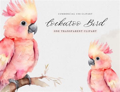 Bird Watercolor Clipart Pink Bird Clipart Cockatoo Clipart Etsy