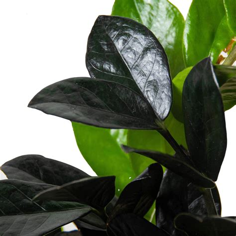 Raven ZZ Plant — Aloha Plant Life