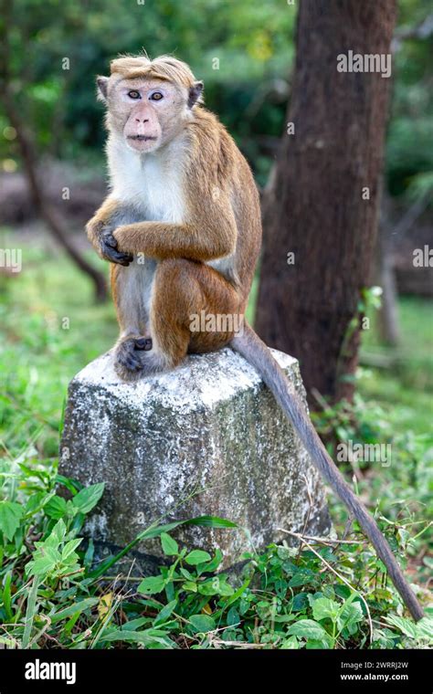 Sri Lanka Sigiriya Toque Macaque Macaca Sinica Stock Photo Alamy