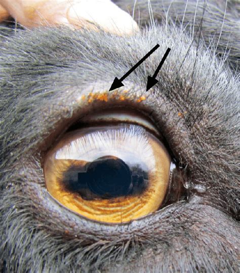 Neotrombicula Heptneri Attached Around The Eye Of A Goat Download