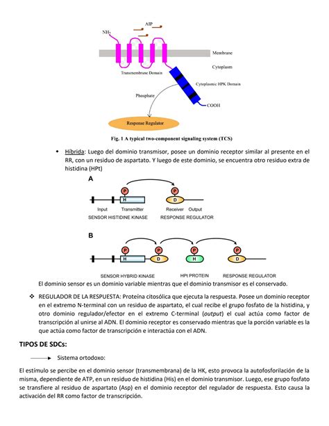 Solution Unidad Sistema De Dos Componentes Sdc O Tsc Biolog A