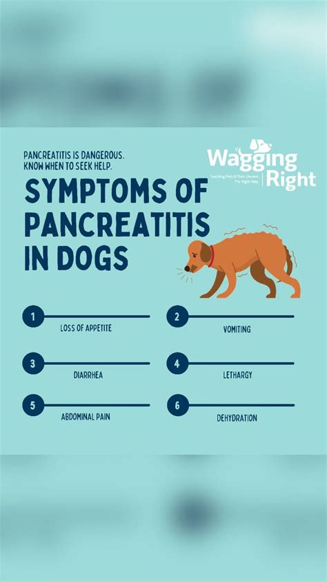 Natural Remedies For Pancreatitis in Dogs | Dog health care, Health and ...